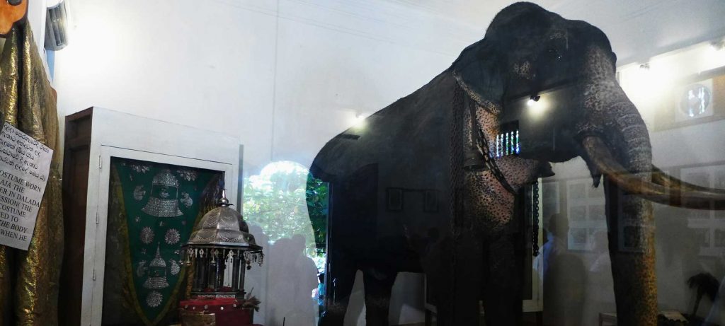 Kandy museum of raja elephant