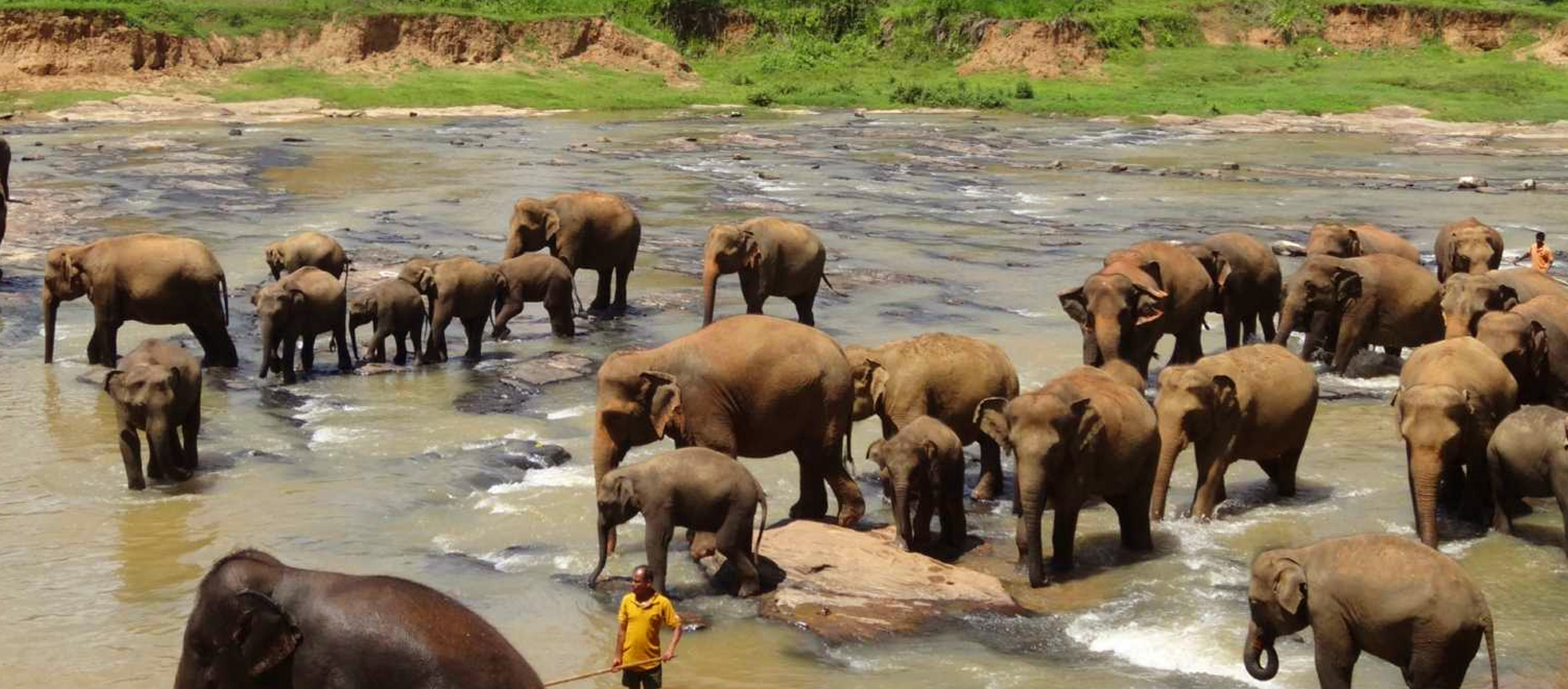 Elephant Orphanage Pinnawala