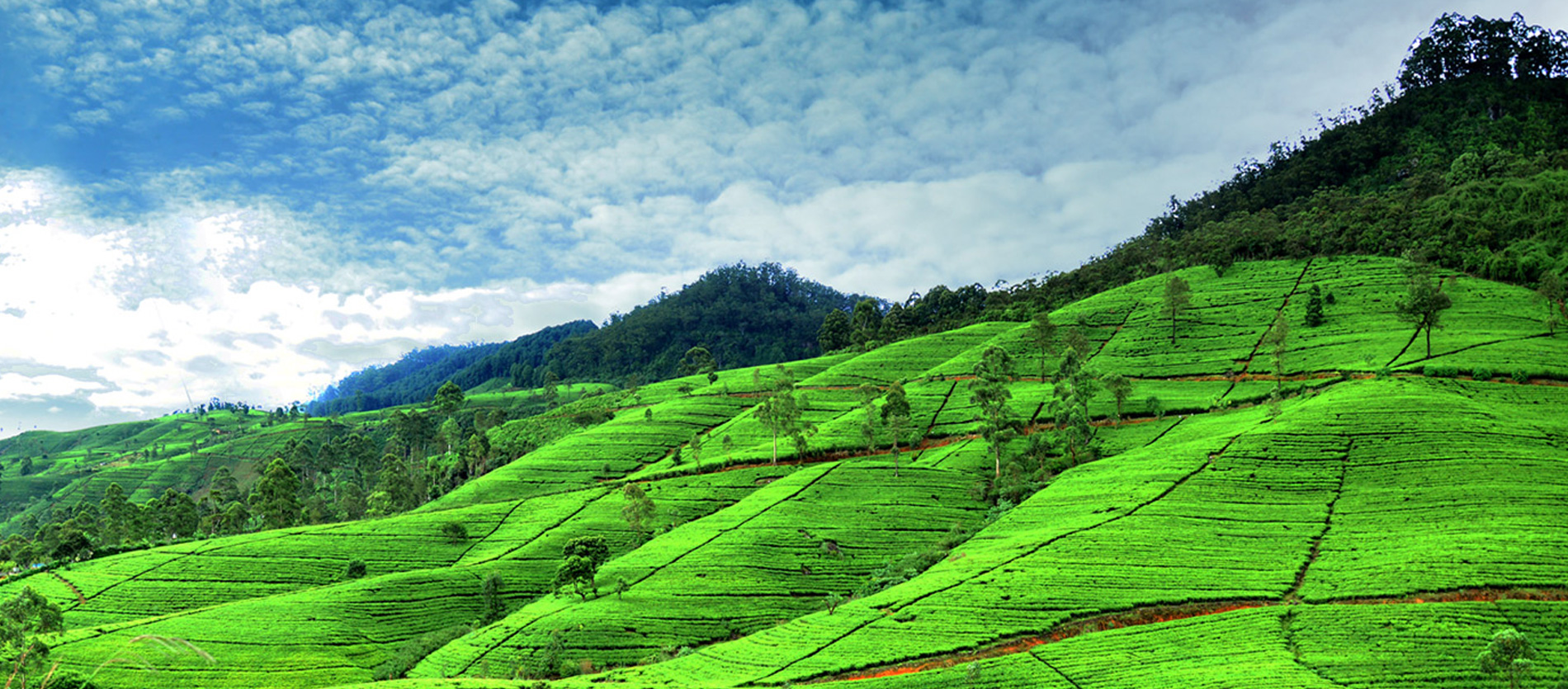 Nuwaraeliya